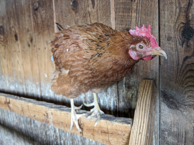 A photo of a faded reddish-brown hen perched on top of a roost bar in a chicken coop, leaning forward to try to inspect the camera with a hazy eye. She has some black edging on some of her neck feathers, and has grown a pair of impressive spurs.