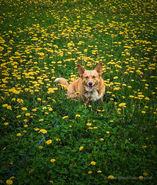 moxxi the corgi is in a field of dandelions. she's panting and staring at the camera, waiting for the signal to run.