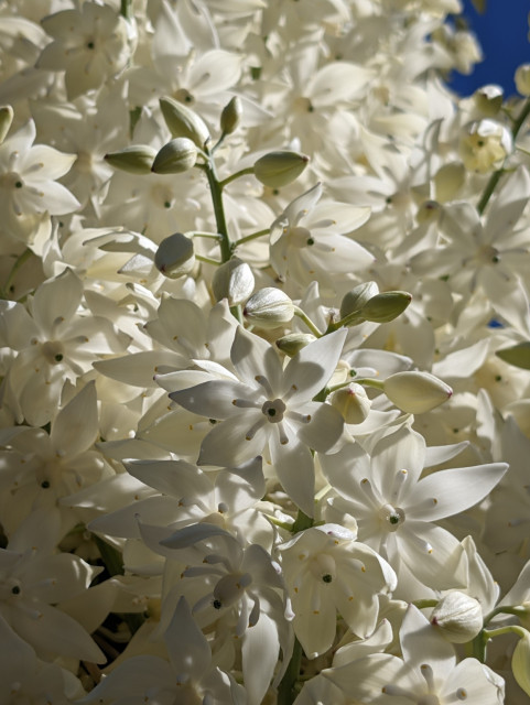 A close up of the white flowers of a blooming yucca plant.