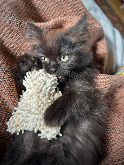 En svart kattunge med en leksak 