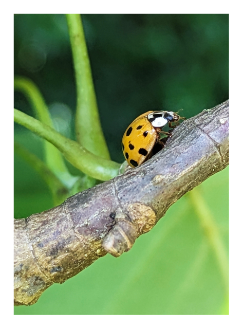 extreme close-up. daytime. a ladybug/ladybird with gold shell and black dots climbs a twig at an angle. the background is green leaves and stems
