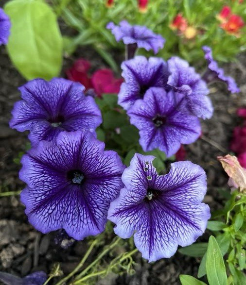 Close-up of purple petunias with intricate dark veining, set against a backdrop of green leaves and some out-of-focus red flowers.