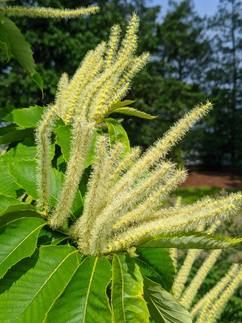 Male flowers appear in catkins (2-8” long) in late May-June. Female flowers appear at the base of male catkins.