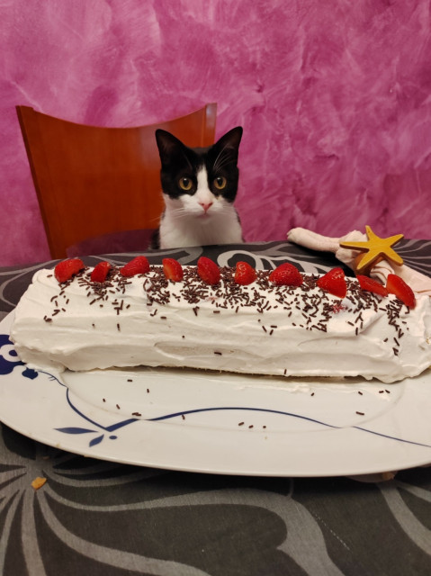 A cat sitting in front of a strawberry and whipped cream cake.