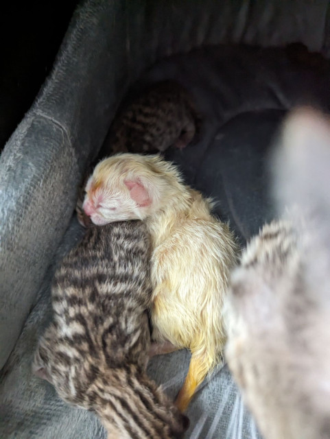 A blonde looking newborn kitten lying on top of a tabby kitten. 