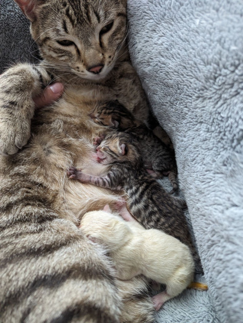 Momma grey tabby with three tiny nursing kittens, two grey tabbies and other a blonde.