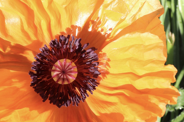 Photograph of a bright orange oriental poppy with a dark circular center and its petals spread out flat and catching the sun.