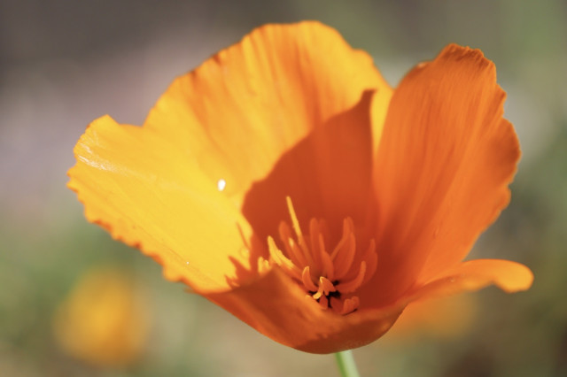 Photograph of a half-open California poppy with solid orange petals cupped around an equally orange center.