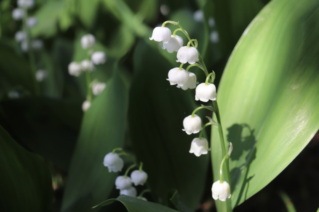Photograph of white, bell-shaped flowers lining the stem of a lily of the valley backed by a single broad, upright leaf.
