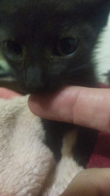 Black kitten biting human finger