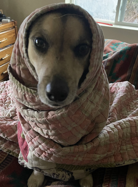 A dog wrapped in a pink and white quilt, with the quilt covering its head and body.