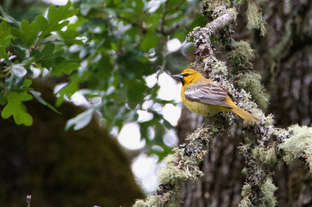 A female Bullock’s oriole: a ‘blackbird’ that is almost entirely a rich gold, with a straight, strong bill and wings in a conservative drab-and white pattern. She sits on a lichen-encrusted oak branch showing us her profile and her eyeliner, which is absolutely on fleek.
