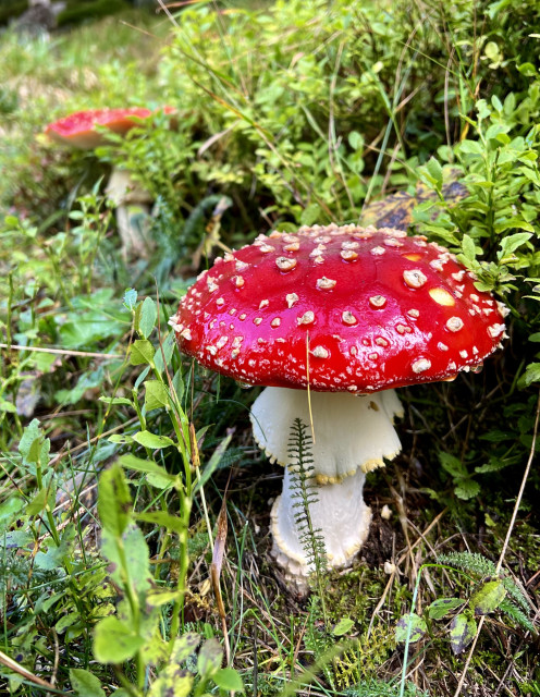 A bright red capped mushroom in the foreground to the left, dotted with white dots, on a thick white ringed stem. A second one is visible in the blurry background. The mushrooms are surrounded by the small little green leaves of blueberry shrubs, near other smaller plants.