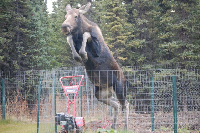 Not our fence, but this moose jumped over a fairly large fence protecting a garden in Alaska.