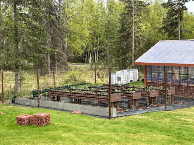 My husband built a lovely fence to keep moose out of his garden. Hope it works!