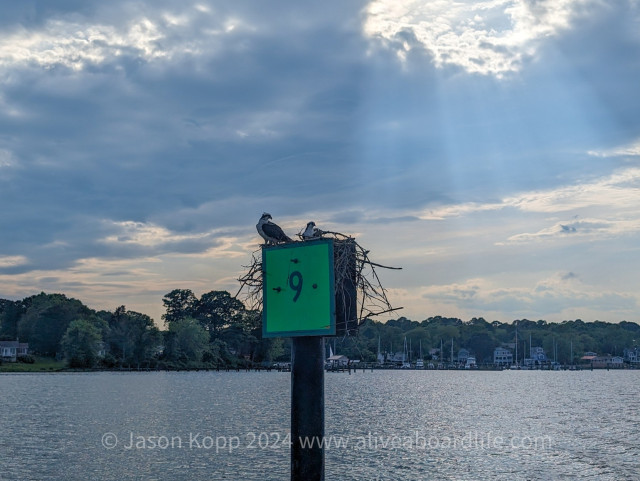 Osprey sitting on a green market number 9 with sun breaking through a hole in clouds above