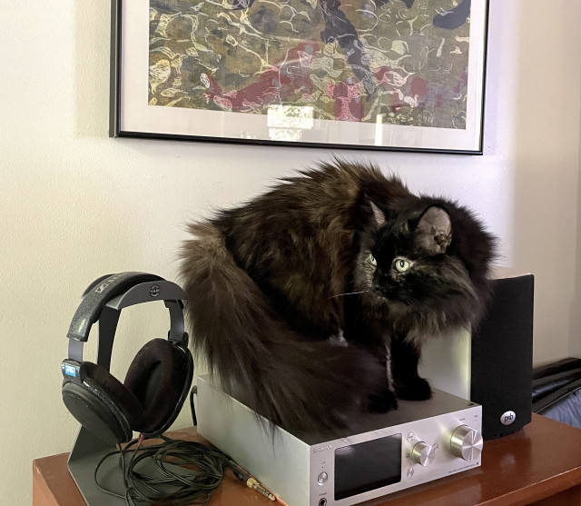 A senior tortie long-haired cat is standing with all four paws flat on a silver Sony stereo system. She is tightly drawn in with her tail tucked behind her, so not much of her fur overhangs the stereo. She is looking back across her body with a slight look of “what am I getting away with”, and “how long can it last?” On the left of the stereo is a headphone stand with headphones, and to the right, a white speaker with black grill. Above everything is artwork featuring koi fish.