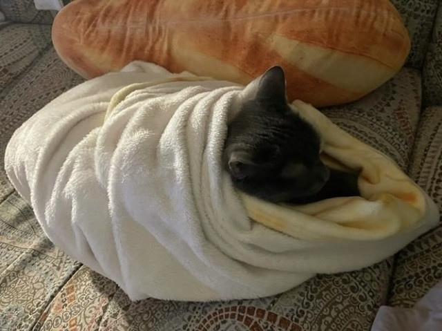 A grey cat is tightly wrapped in a tortilla-patterned blanket, on a colourful paisley couch. Behind him is a cushion that looks like a baguette.