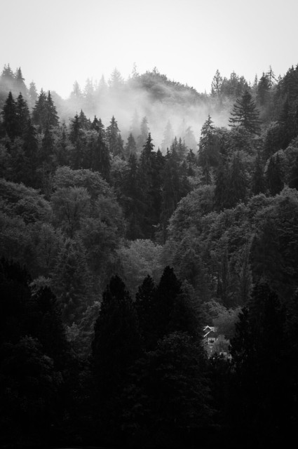 A black and white photo of some dense forest during a rain shower. Mist and fog twist through the trees, and a portion of a house is visible in the lower right of the scene, poking through the trees.