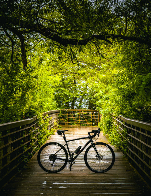 Photo of a specialized diverge gravel bike standing on a wooden boardwalk with metal railings. the railings are being overwhelmed with greenery on either side and it is growing up, through and over the railings, forming and archway of tree branches overhead. the silhouette of one prominent tree branch looms large above the boardwalk.