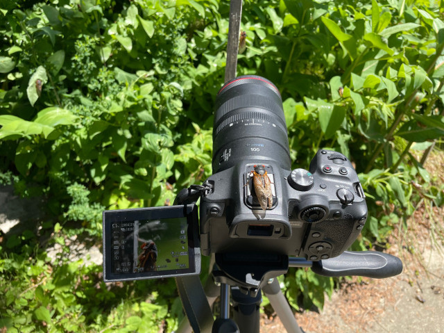 a periodical cicada sitting on top of a canon r7 camera with the screen extended to the side as it is attached to a tripod. on the screen is a close up of a cicada and visible in front of the lens on a wooden post is that cicada. around it is the lush green of an overgrown front garden