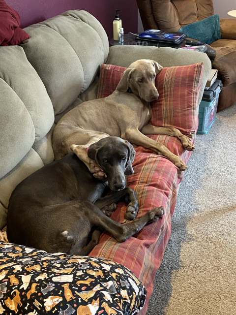 Two weimaraners laying on a couch with plaid pillows, in a cozy living room setting. One dog is light brown, and the other is dark brown.