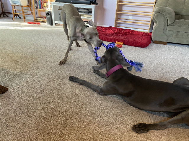 Two weimaraners playing tug-of-war with a rope toy inside a living room.