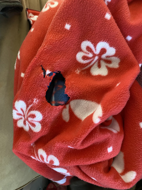 A red fleece blanket with white floral patterns showing a visibly torn hole.