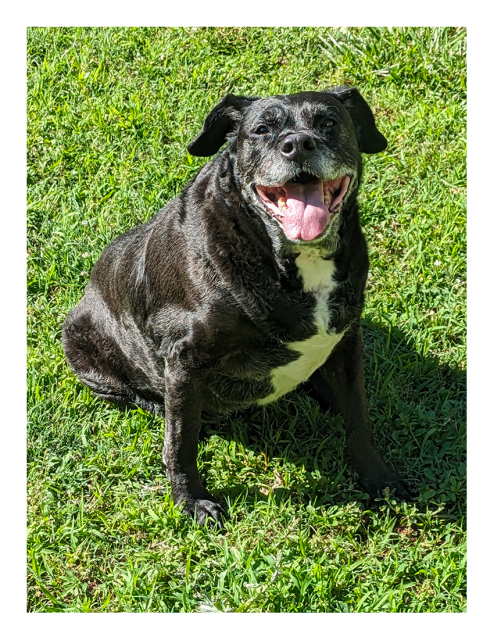 afternoon. black lab/pitty with gray muzzle and white chest markings sitting on green grass, mouth open, tongue out, eyes smiling.