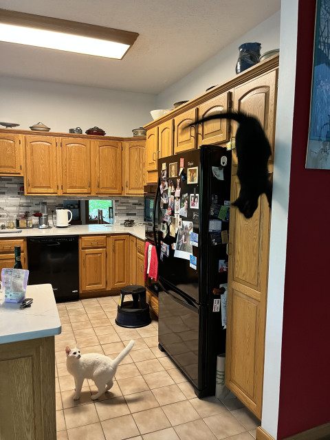 a white cat on the floor looks up in surprise as a black cat comes down from high atop a kitchen cabinet, apparently walking vertically down the wall
