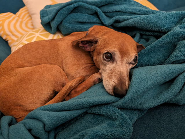 dachshund mix is lying on a pile of pillows and blankets, his head to the side. His ears are back and he's looking up, pleading for you to not forget about him. 