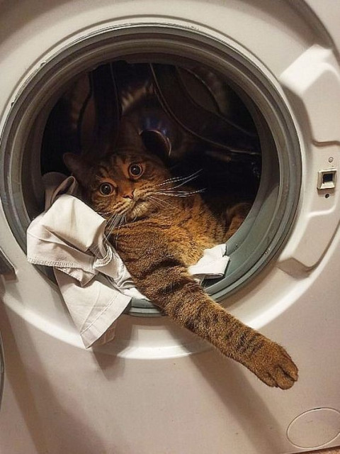 cat looking perplexed and annoyed from inside a clothes dryer filled with linens
