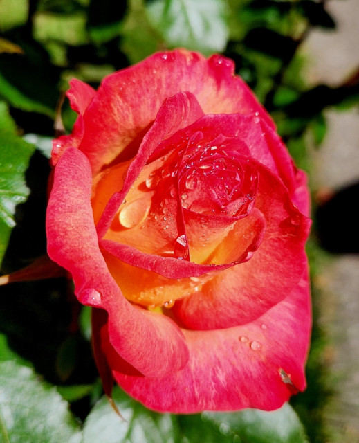 Gold and red rose covered with rain drops.