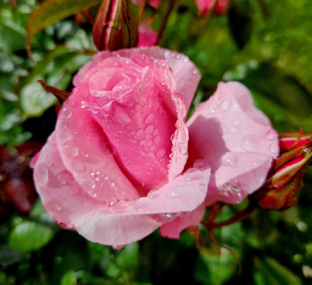 Pink rose bud covered in rain drops.