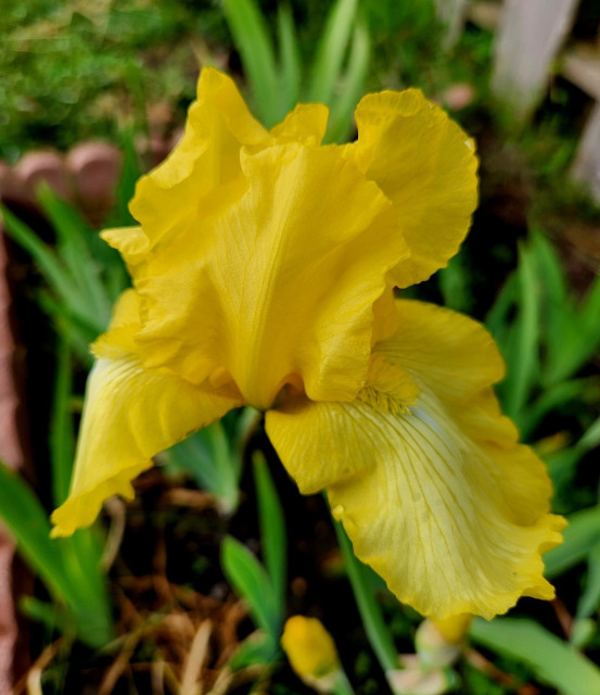 Yellow bearded iris.