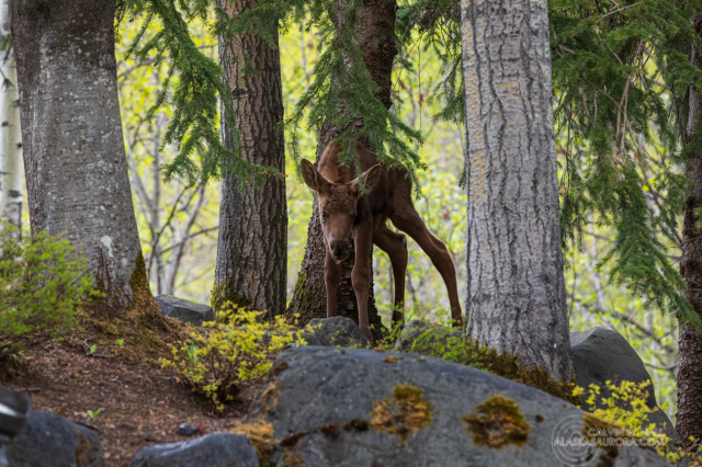 A newborn calf trying out those long legs in the woods. Mom is nearby but not in the photo.