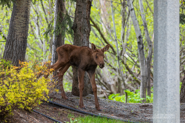 A newborn calf trying out those long legs in the woods. Mom is nearby but not in the photo.