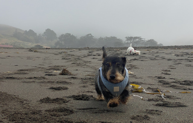 A dachshund in a beach running towards the camera