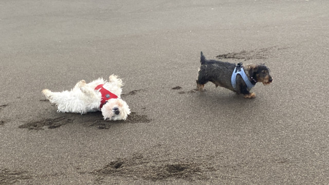 A dachshund and a westie on the beach. The westie is rolling on its back