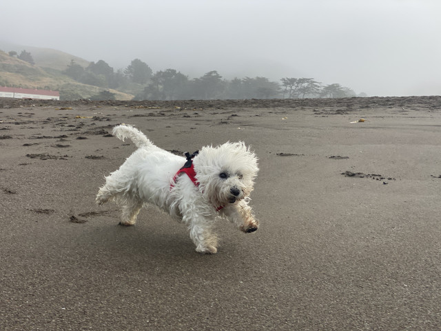 A westie leaping along the beach