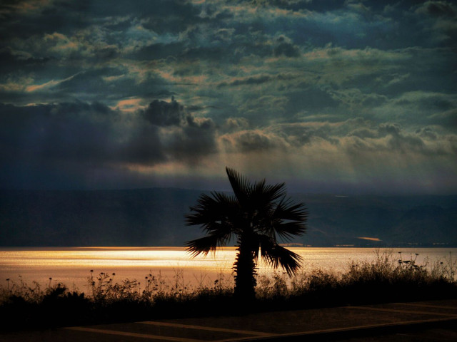 Silhouette of a palm tree against a dark, cloudy sky with sun rays illuminating the water in the background.