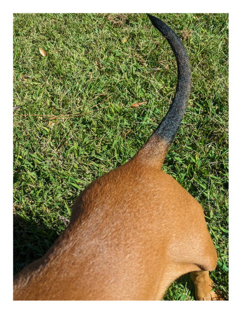 daytime. view from above. the tan, smooth-coated back and black tail of a large boxer pup. the background is green grass.