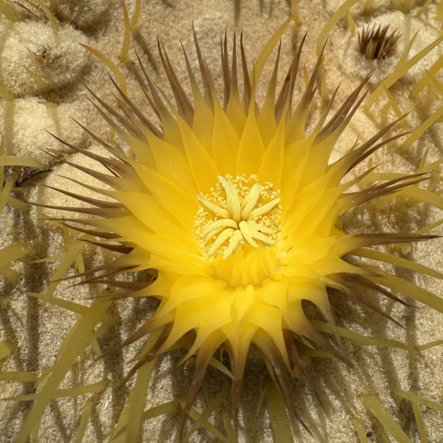 The image shows a close-up of a bright yellow cactus flower. The flower has numerous pointed petals that are yellow at the base and gradually turn brownish towards the tips. In the center of the flower, there are several pale yellow stamens with pollen. The background consists of a fuzzy, beige surface, likely the body of the cactus.