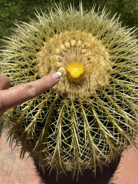 The image shows a close-up of a round cactus with long, sharp, yellowish spines radiating outward. At the center of the cactus, there is a small, bright yellow flower. A person's hand with a manicured fingernail is pointing towards the flower. The background includes some green grass and a reddish-brown surface, possibly a patio or walkway.