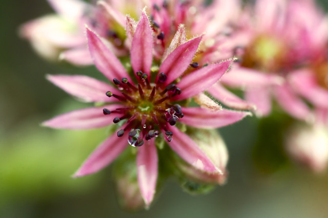 Close-up of a pink, star-shaped flower with water droplets on the petals. The background is blurred, highlighting the flower's details.