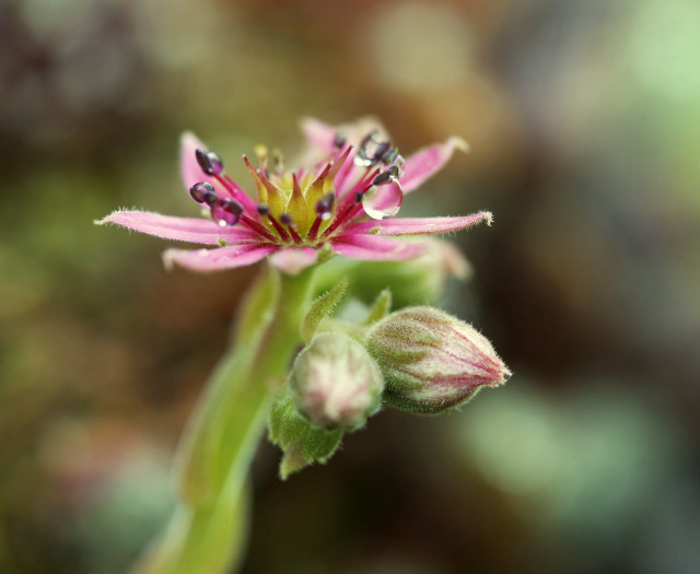 Close-up of a pink flower with water droplets and a blurred background.