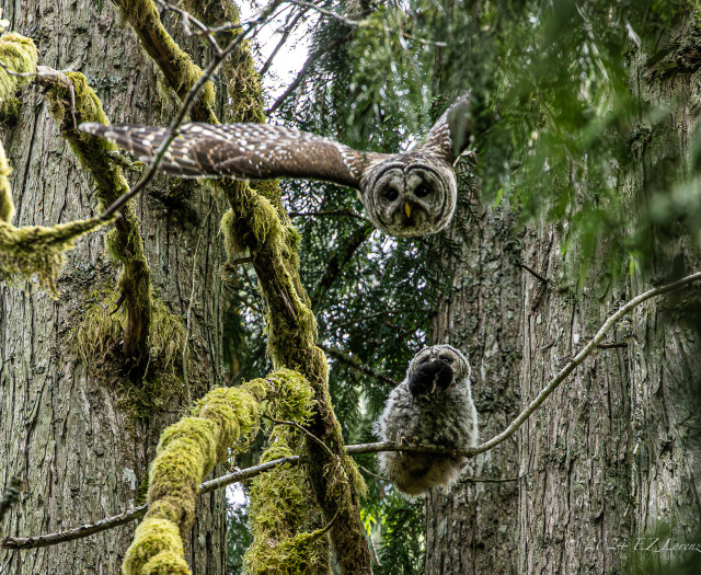 A parent Barred Owl in flight, just leaving their owlet, who’s standing below on a branch, looking at the departing adult with a mole in their mouth, just got for dinner. 