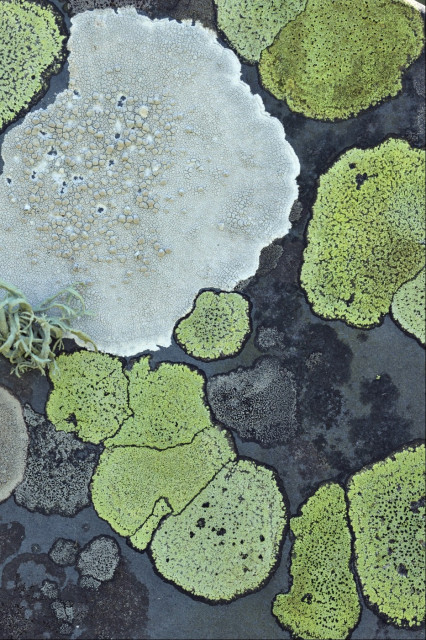 Various splats of lichen on the back of a dark near-black stone gravestone, looking like countries that border each other. Colours include yellow, different greys, charcoal. There's also a grey-green foliose lichen that looks like a many-tentacled octopus