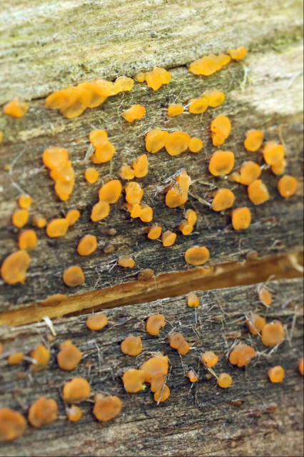 Raised orange globs that appear out from between the fibres of an old piece of wood whenever it got wet