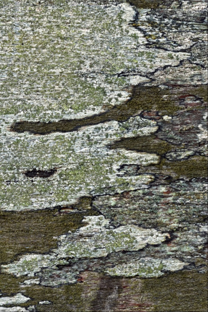 Patterns of a few different types of lichen that look like interlocking fingers. Colours are white with raised grey-green grains, grey with raised darker-grey grains, and brown
